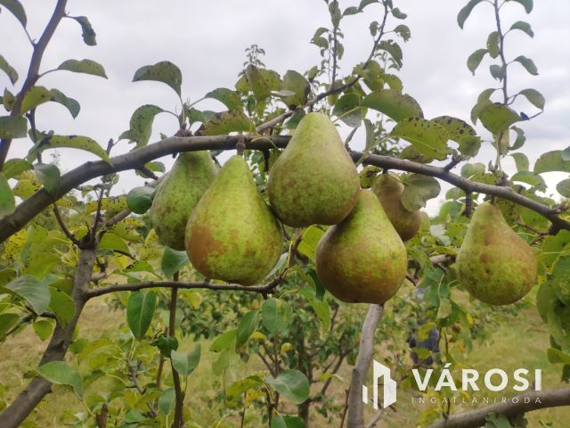 Debreceni 7,5 hektáros tanyagazdaság, csodás környezetben!!!