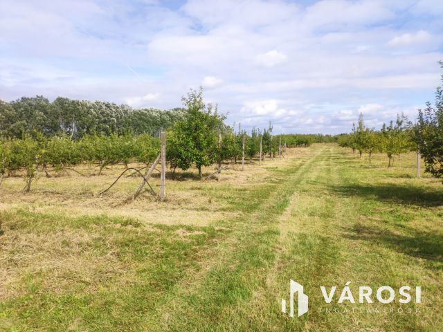 Debreceni 7,5 hektáros tanyagazdaság, csodás környezetben!!!